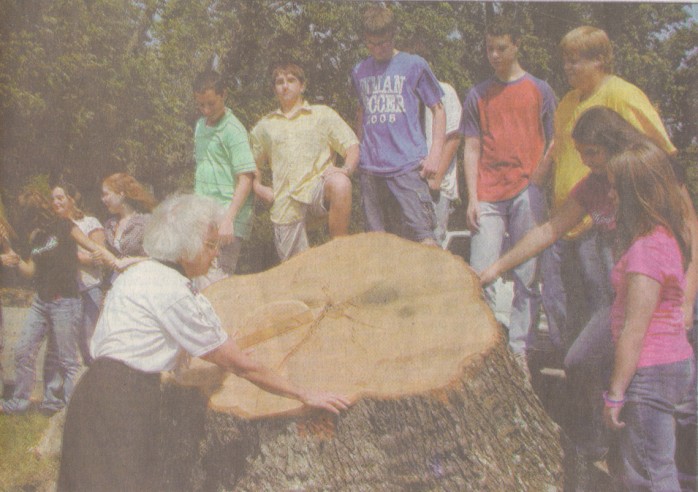 Dendrochronology stump